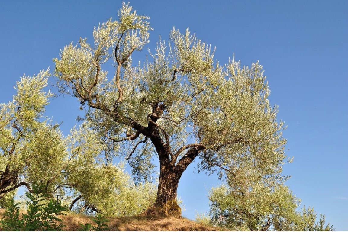 foto X di Xylella, Bibbia e Alberi Sacri